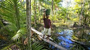 Amazon Rainforest, Brazil: The World’s Largest Tropical Forest, Home to Diverse Wildlife, Indigenous Cultures, and the Mighty Amazon River