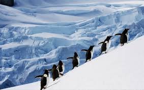 Antarctica: The Earth’s Last Great Wilderness, Home to Stunning Glaciers, Unique Wildlife, and Extreme Polar Landscapes