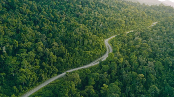 Borneo Rainforest: A Lush Tropical Paradise in Malaysia and Indonesia, Home to Orangutans, Diverse Wildlife, and Ancient Trees