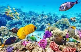 Great Barrier Reef, Australia: The World’s Largest Coral Reef System, Teeming with Marine Life and Stunning Underwater Beauty