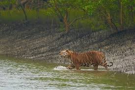 Sundarbans: The World’s Largest Mangrove Forest, Home to the Royal Bengal Tiger and Unique Biodiversity