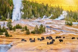 Yellowstone National Park: America’s First National Park, Famous for Its Geysers, Wildlife, and Stunning Natural Landscapes