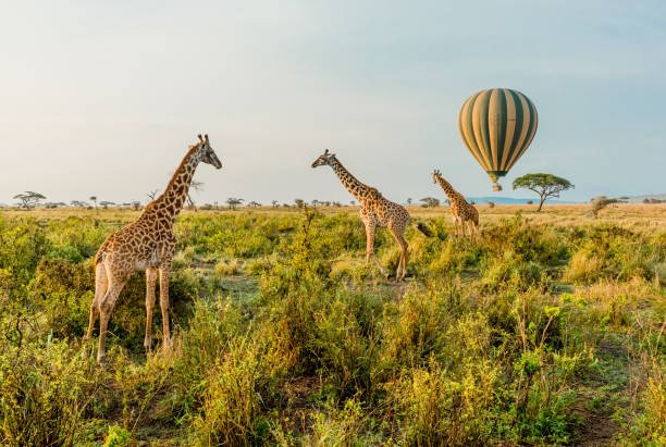 Serengeti National Park, Tanzania: A Legendary Safari Destination Famous for the Great Migration and Diverse Wildlife