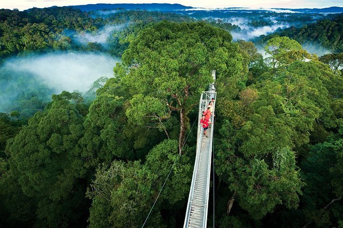 Monteverde Cloud Forest, Costa Rica: A Breathtaking Biodiversity Haven with Misty Forests, Rare Wildlife, and Canopy Walkways