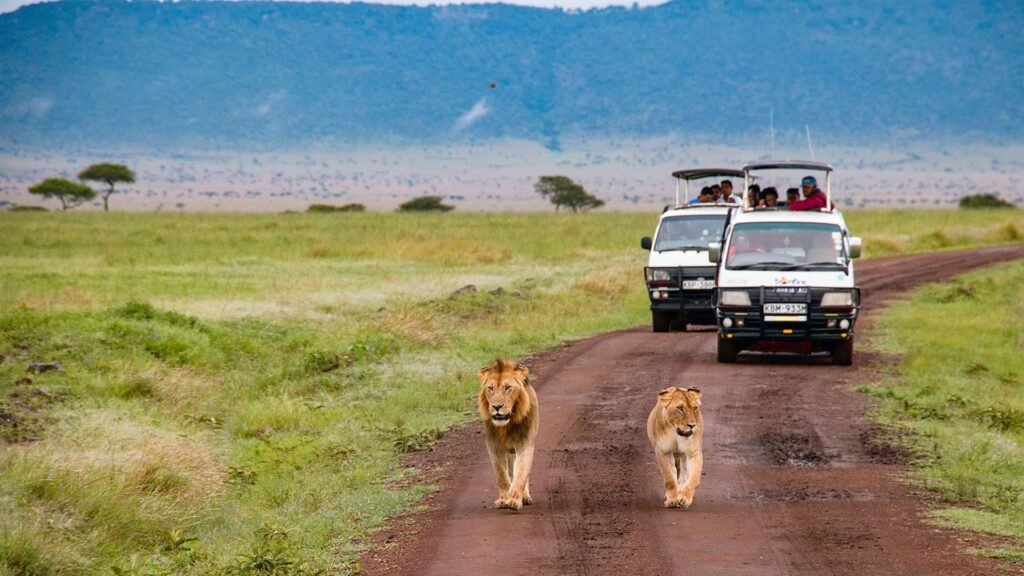 Masai Mara National Reserve, Kenya: A World-Famous Safari Destination Known for the Great Migration and Abundant Wildlife