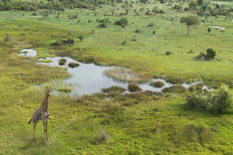 Chobe National Park, Botswana: A Wildlife Paradise Famous for Its Large Elephant Herds, Scenic River Safaris, and Rich Biodiversity