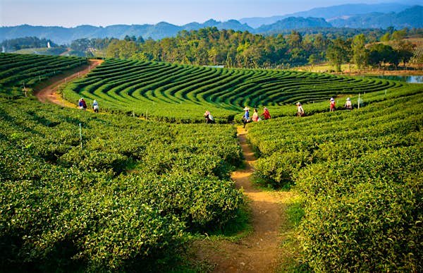 Assam: A Lush Green State in Northeast India, Famous for Its Tea Plantations, Rich Wildlife, and Vibrant Culture