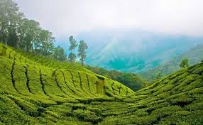 Munnar: A Picturesque Hill Station in Kerala, Famous for Its Lush Tea Plantations, Misty Valleys, and Tranquil Atmosphere