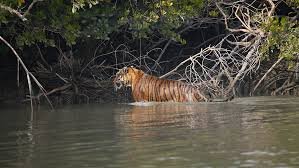 Sundarbans, West Bengal: A Vast Mangrove Forest, Home to the Majestic Royal Bengal Tiger and Diverse Wildlife