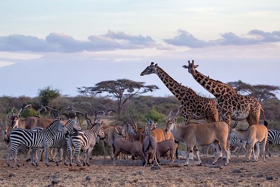 Serengeti National Park, Tanzania: A Wildlife Haven Famous for the Great Migration, Vast Savannahs, and the Big Five