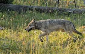 Yellowstone Wolves, USA: Iconic Predators Restored to the Park, Balancing Ecosystems and Showcasing Wildlife Conservation Success